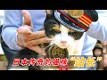 日本传奇的猫咪站长：即将倒闭的车站靠它逆袭，成为网红景点！