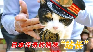 日本传奇的猫咪站长：即将倒闭的车站靠它逆袭，成为网红景点！