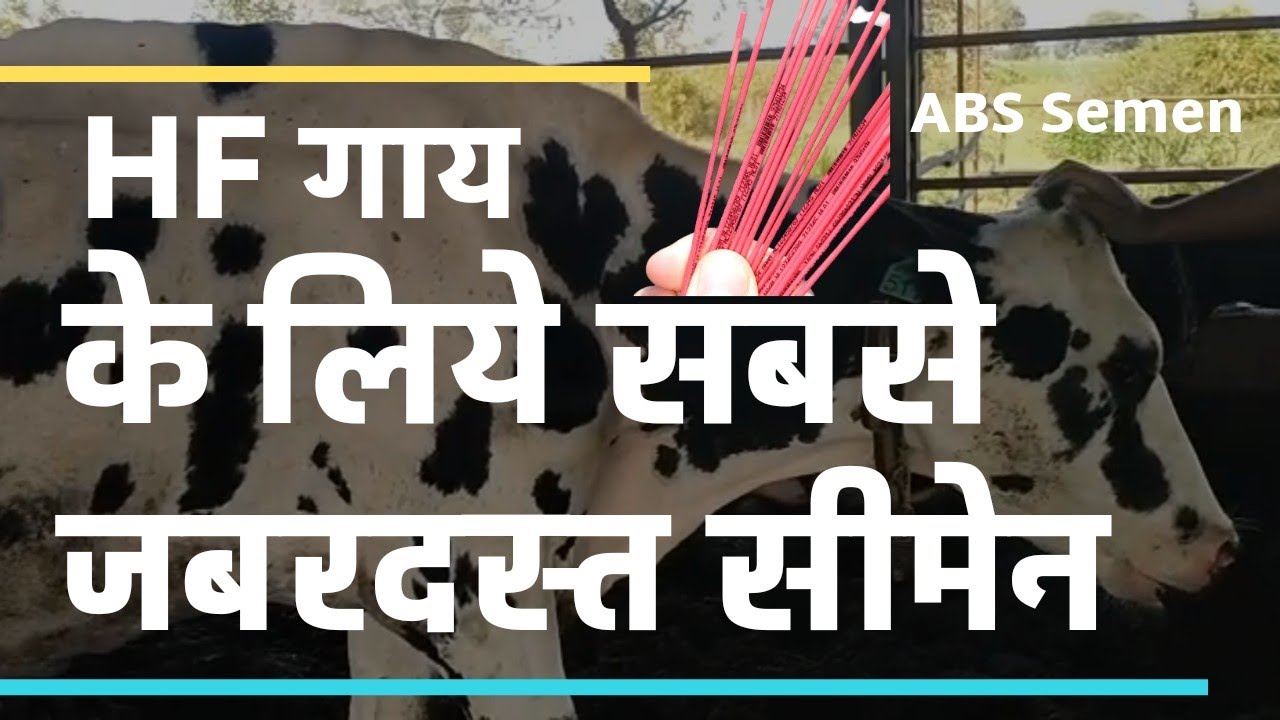 ABS Semen Ke Jabardast Result M P Mein Live ABS Brute Bull abs-semen-ke-jabardast-result-m-p-mein-live-abs-brute-bull