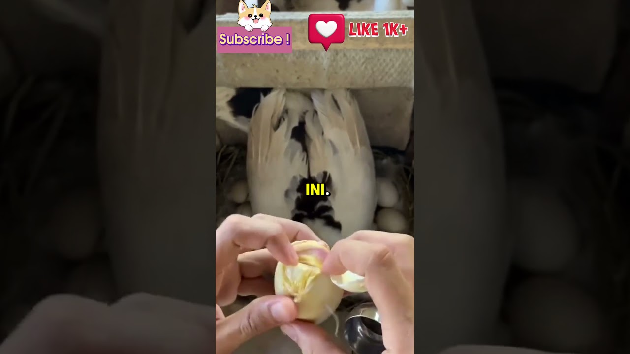 Bidan Spesialis Bebek #shortsvideo #shorts#bidan