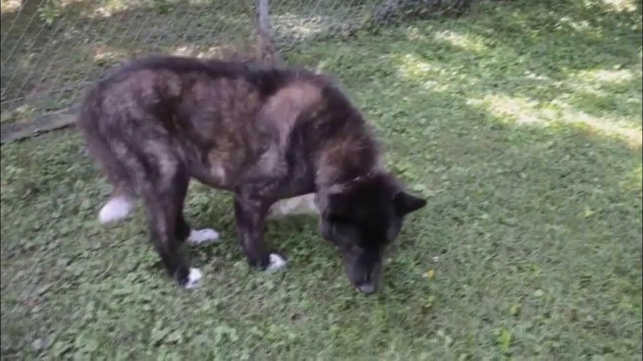 Signs of Bloat in Dogs YouTube