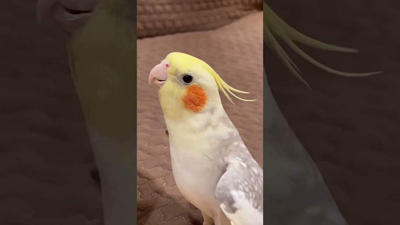 Cockatiel Singing Happy Birthday Birds Cockatielsinging Cockatielsound Pets Parrot