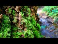 Ripple Rock Trail, Campbell River, B.C. Canada