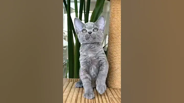 Watch the video about Ragdoll, Devon and Maine Coon Kittens