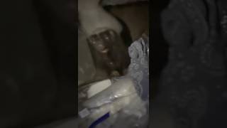 Rabid Skunk Attacks Me in My Tent
