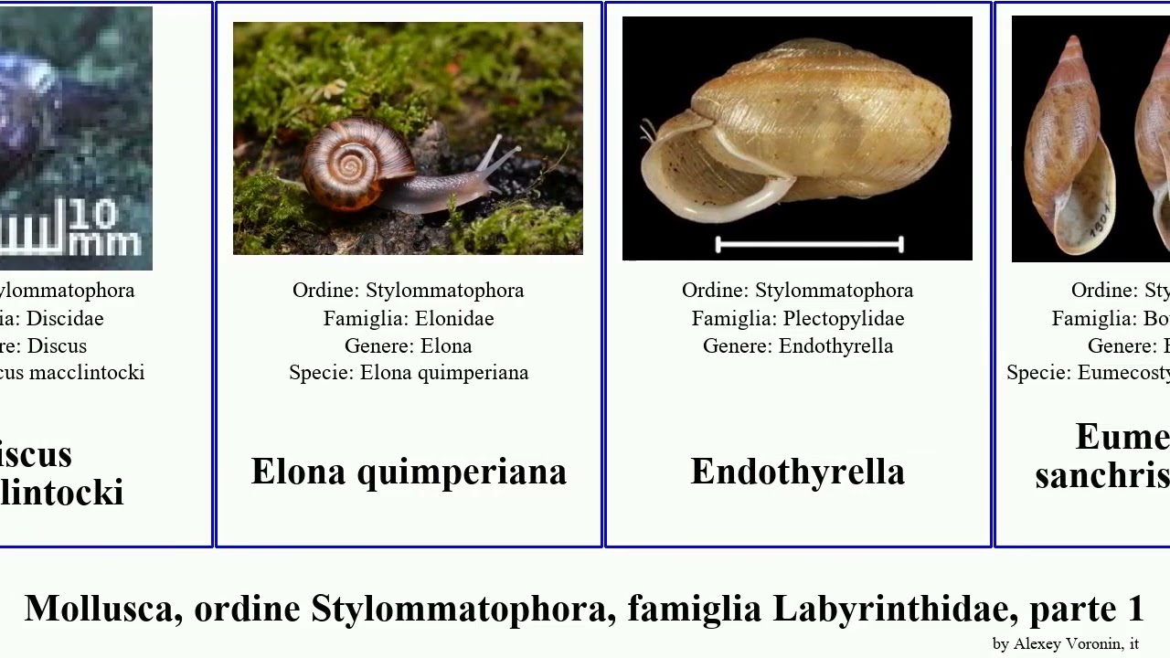 Mollusca, ordine Stylommatophora, famiglia Labyrinthidae, parte 1 minor uva bicolor scintilla