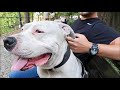 American Staffordshire Terrier #AMSTAFF の動画、YouTube動画。