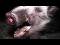 Bush Pig Hunt - Rudi van Niekerk hunts the bush pig of a lifetime at Kingsview Safaris