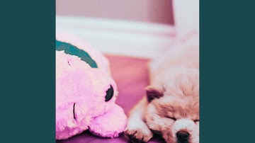 Pulsating Ambience for Brave Doggy