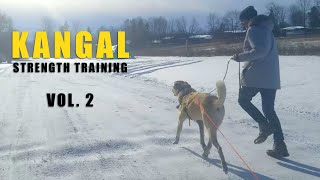 KANGAL STRENGTH TRAINING Vol. 2| TURKISH KANGAL DOG | 1 YEAR OLD KANGAL by Ash The Kangal 1,563 views 1 year ago 2 minutes, 8 seconds