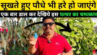 इस पत्थर सूखते हुए पौधे हरे हो जाएंगे | मरते हुए पौधों को कैसे बचाएं | Dead Plant come back to life