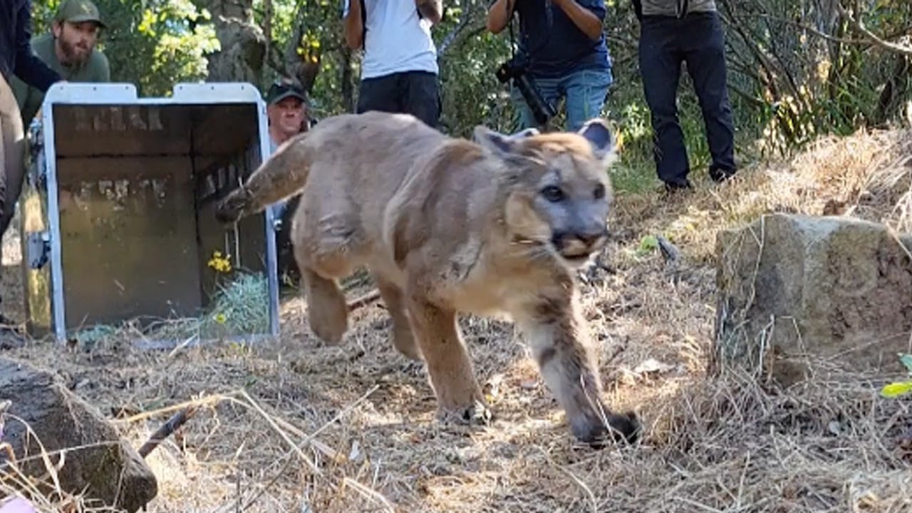 Mountain lion cub released into wild following recovery from broken leg
