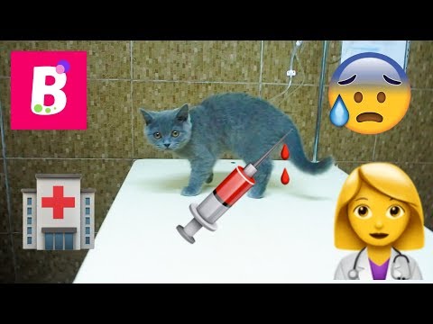 Video: Cum Se Vaccinează Pisicile