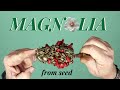 How to grow magnolia from seed - μαγνόλια από σπόρο