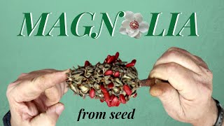 How to grow magnolia from seed - μαγνόλια από σπόρο