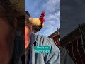 Tiny rooster, big love 💕 #thefarmwifereads #chicken #backyardchickens #rooster #freerangechickens
