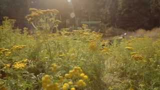 Tansy Harvest at the Young Living Farm