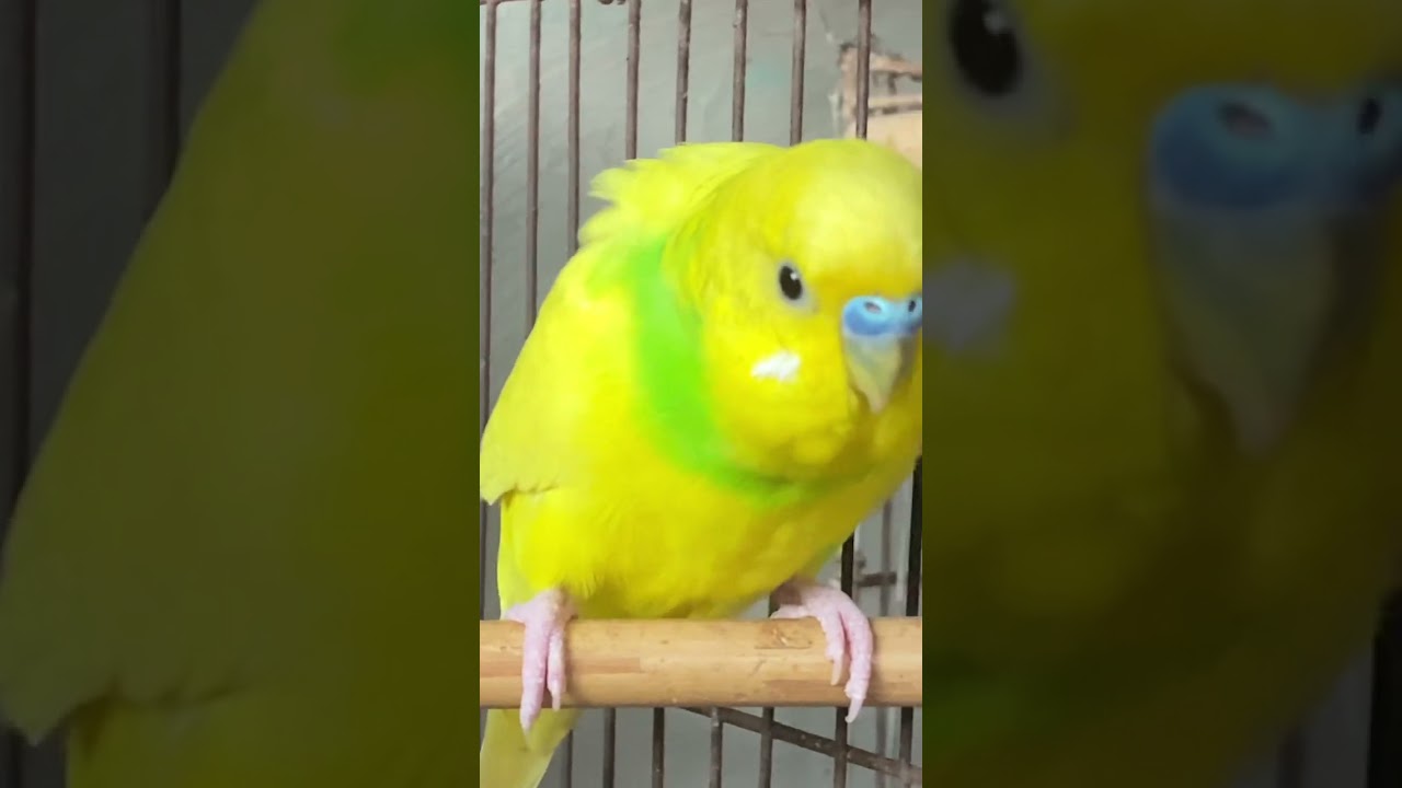 Adorable Budgies: The Perfect Feathered Companions 🐦💚 