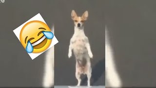 Try not to laugh challenge. Animals edition.@AllOfVines