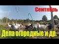 Сентябрь - Завершаем дела огородные // Какие планы и Что буду делать дальше