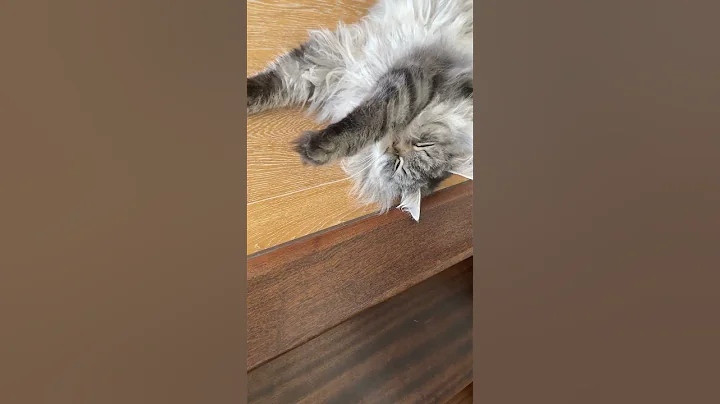 Video 11206841: siberian forest cat, post, cat old