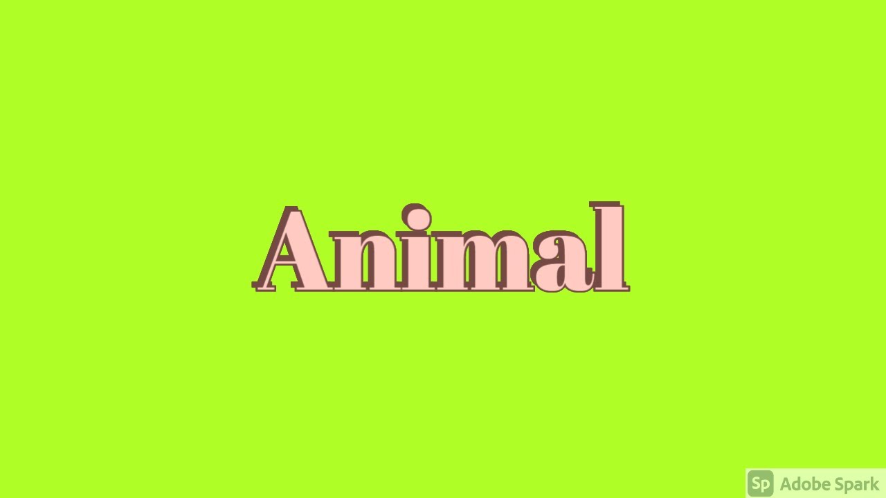 How to pronounce the word Animal | American Phrases and Pronunciations