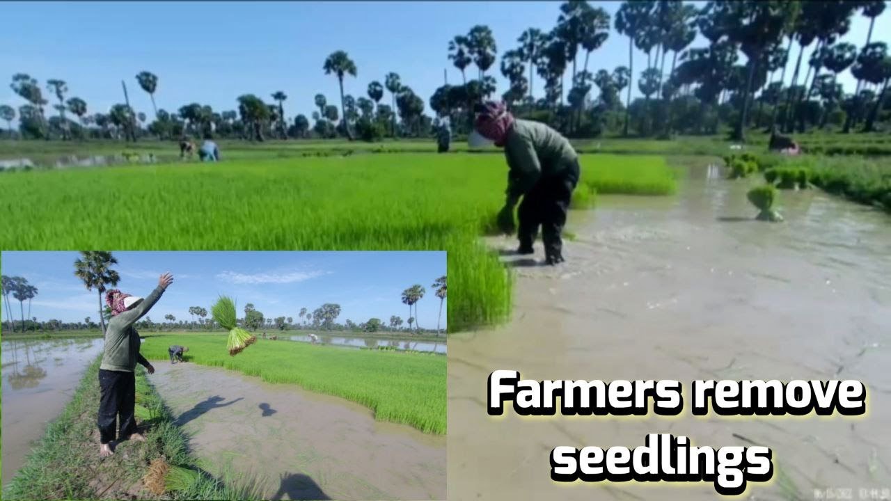 Farmers remove #seedlings# - YouTube
