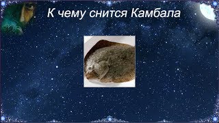 К чему снится Камбала (Сонник) К чему снится Камбала (Сонник)