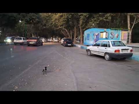 مواظبت ازگربه هادرپارکهای اصفهان