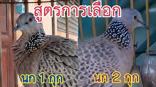 สูตรการเลือกนกเขาใหญ่ นก 1 กุก /นก 2 กุก (สูตรกฤษดา)