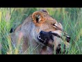 Lions Destroy The Leader Of The Wild Dogs And Chase Members Away - Lion Vs Wild dogs, Hyenas