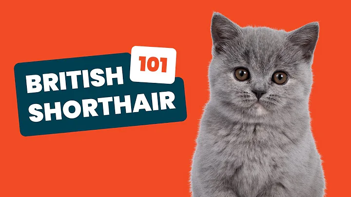 Video 8769221: pet british shorthair, cat lovers