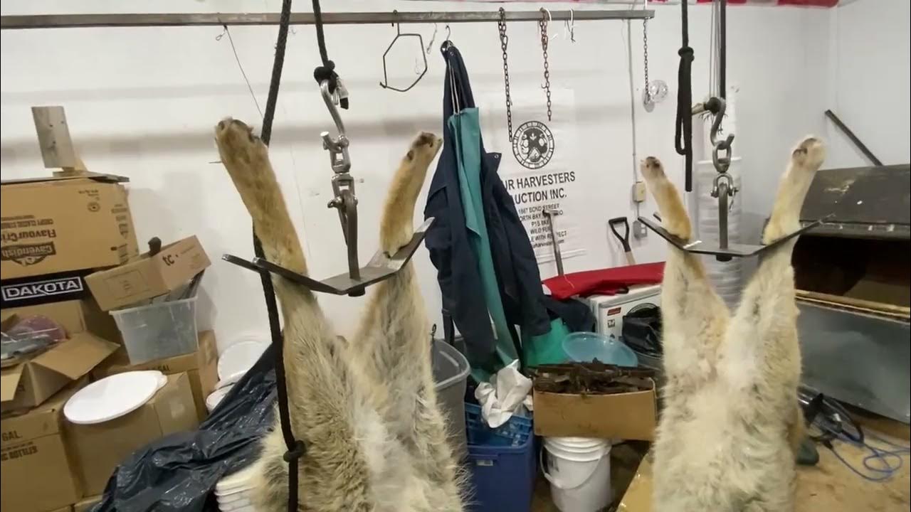 Dam Beaver Trapping Supplies - Ian's Skinning Shed - YouTube