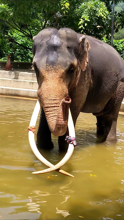 දැක්කද එයා පෙන්නන දේ  💫❤️ Janaraja #elephant #shorts
