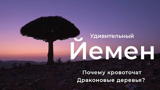 Достопримечательности Йемена. Драконовые деревья.  Остров Сокотра