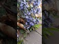 Akkerhommel op zenegroen. Een goede drachtplant voor insecten. Achterpootjes vol stuifmeel❣️