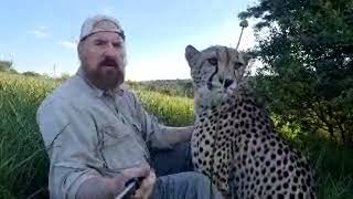 Greeting Gabriel The Cheetah &quot;LIVE&quot; | The Cheetah Whisperer