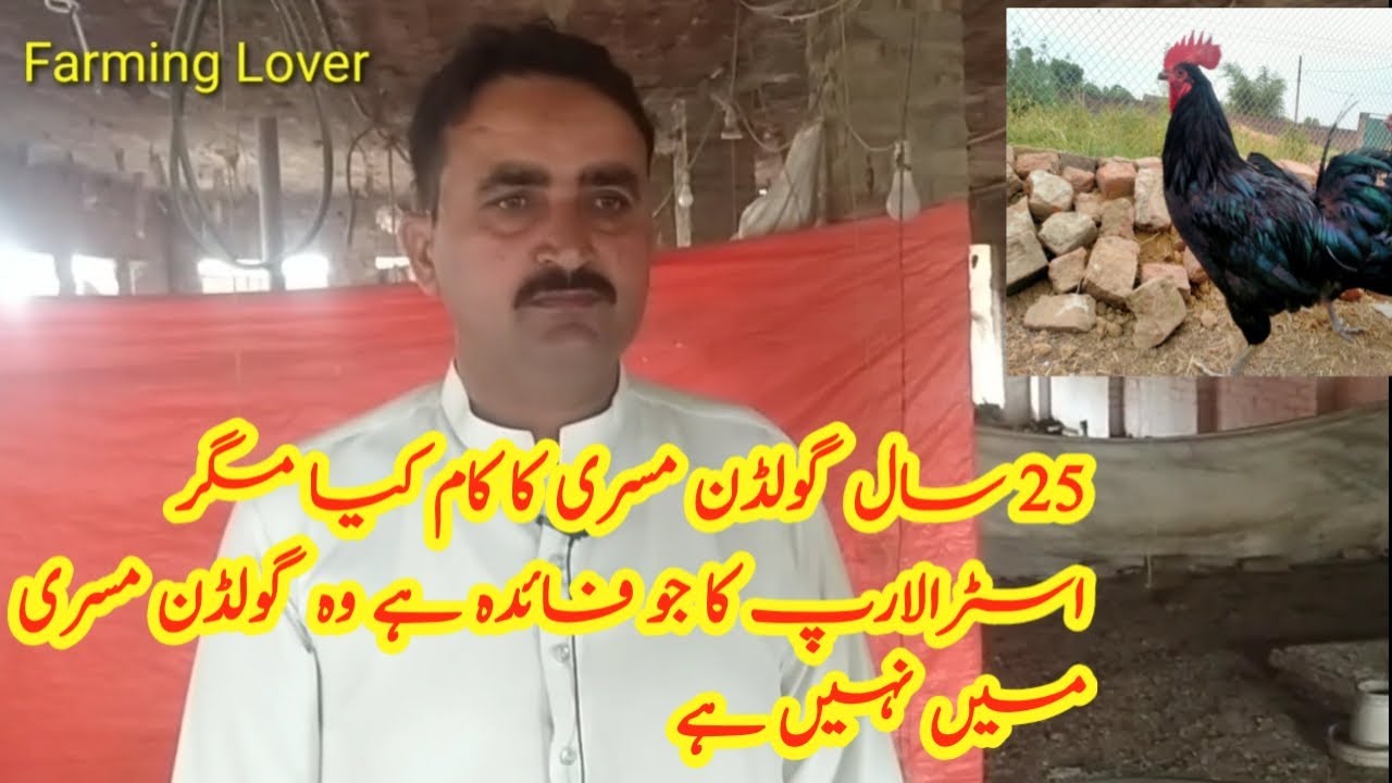 Golden missri vs australorp | australorp hen farming in Pakistan | free range australorp hen farming