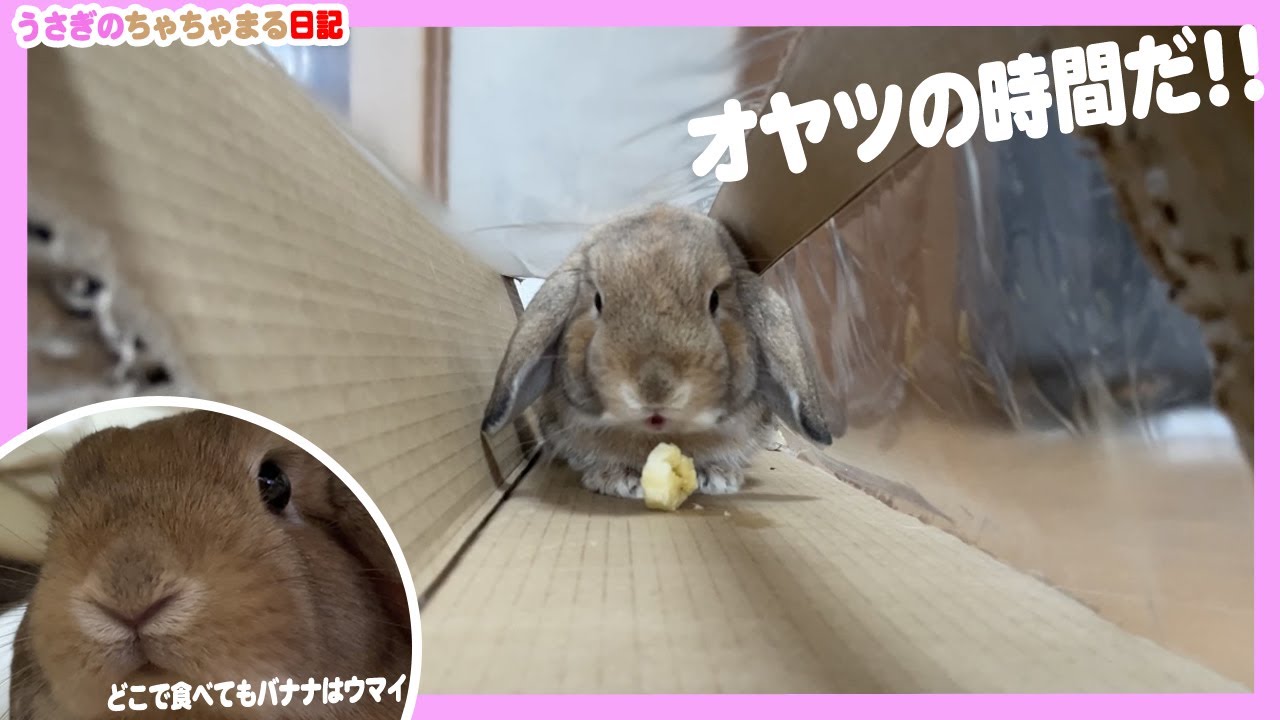 トンネルの中でバナナを食べるウサギ うさぎのちゃちゃまる日記 318 Youtube