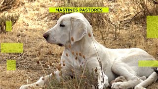 Así protege un mastín pastor su rebaño en la Sierra de Madrid