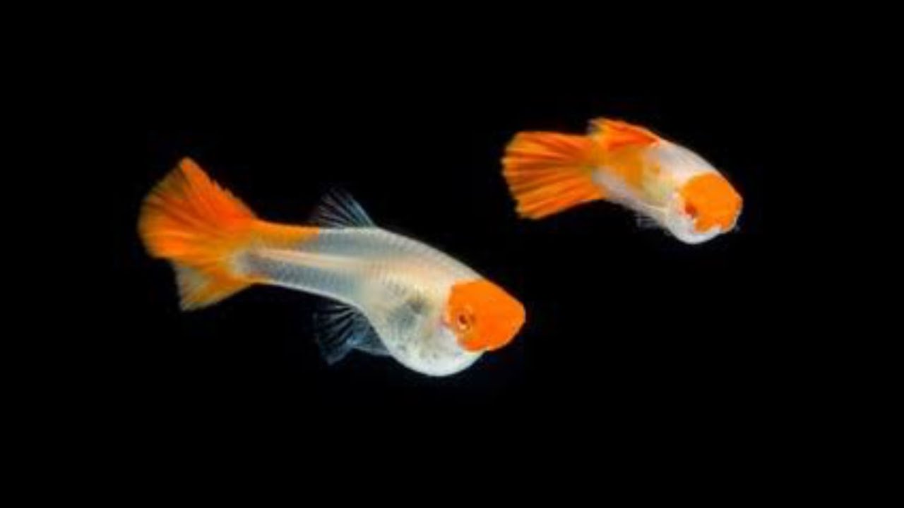The Most Beautiful Golden Koi Guppies - YouTube