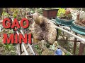 PHÔI GẠO MINI | NHÀ VƯỜN HÙNG OANH