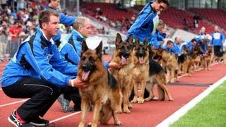 SchäferhundeWM im Auestadion Kassel mit George Foreman