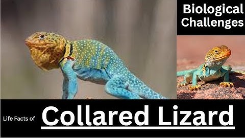 Collared Lizard