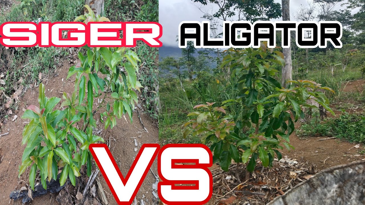ALPUKAT SIGER LAMPUNG VS ALPUKAT ALIGATOR. SIGER ATAU ALIGATOR YANG LEBIH MENGUNTUNGKAN??