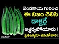 బెండకాయల గురించి ఈ నిజం తెలిసి డాక్టర్లే ఆశ్చర్యపోయారు ! || Health Benefis of #LadyFinger