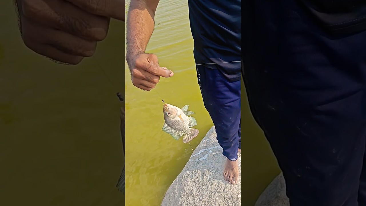 Single hook fishing | earthworm fishing 