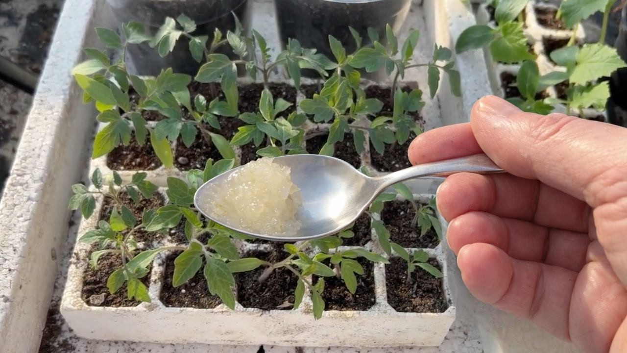 Nawóz wzmacniający korzenie sadzonek pomidora. Chroni je przed pleśnią