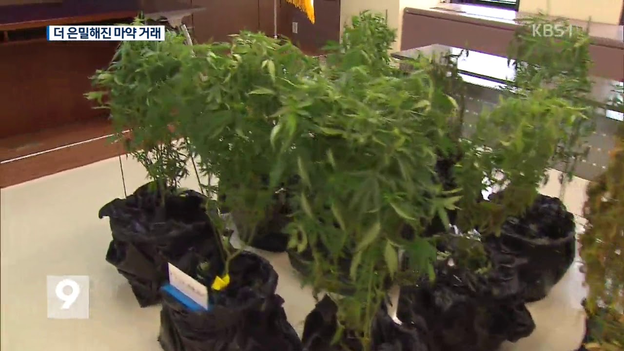 대마 직접 재배…거래는 가상화폐로