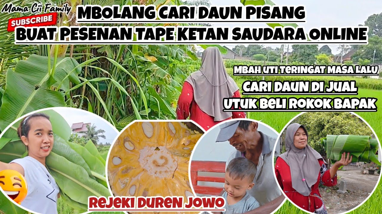 MbOLANG CARI DAUN PISANG BUAT TAPE KETAN PESENAN SAUDARA ONLINE‼️MBAH UTI TERINGAT MASA LALU‼️